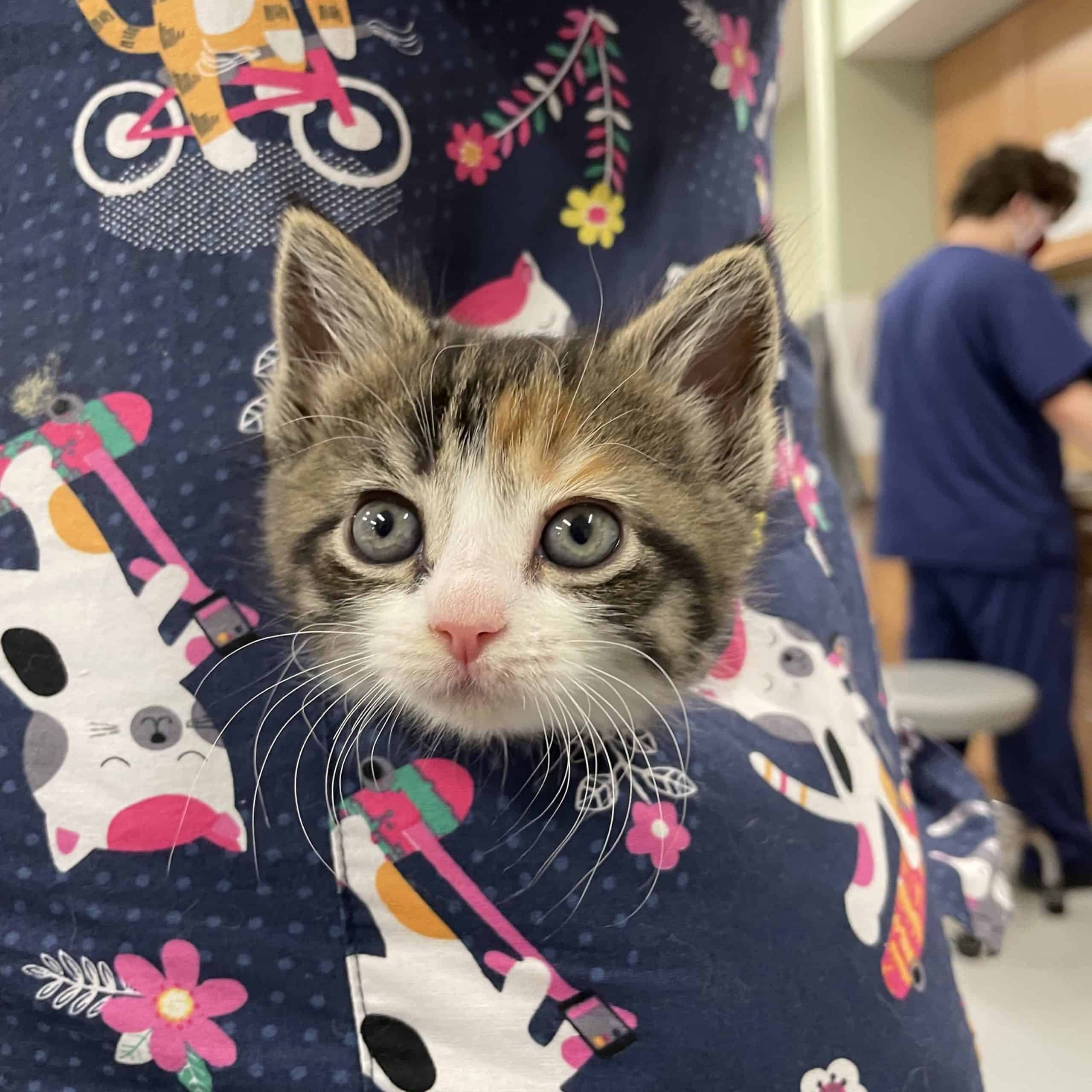 Kitten in veterinary technicians pocket