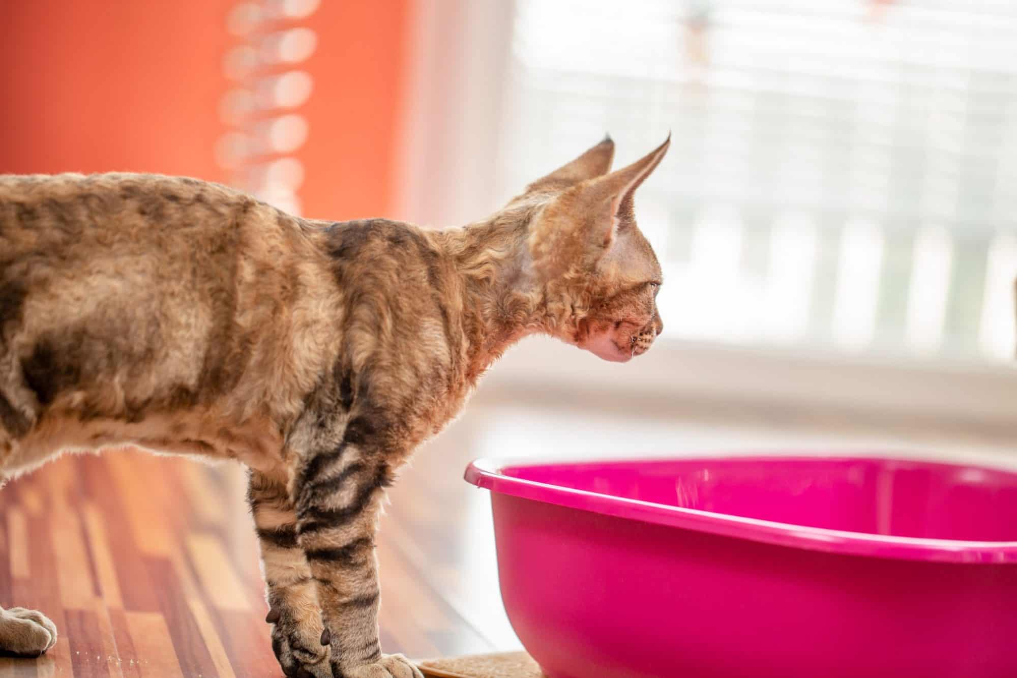 A cat standing outside a litter box.