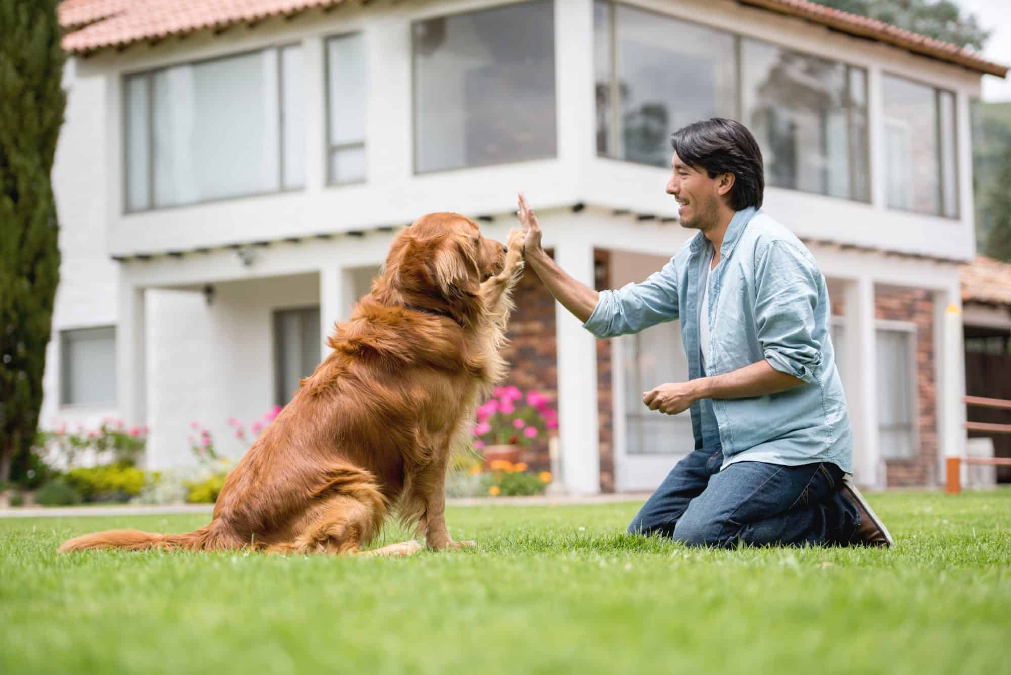 Red golden retriever giving a man a high five.