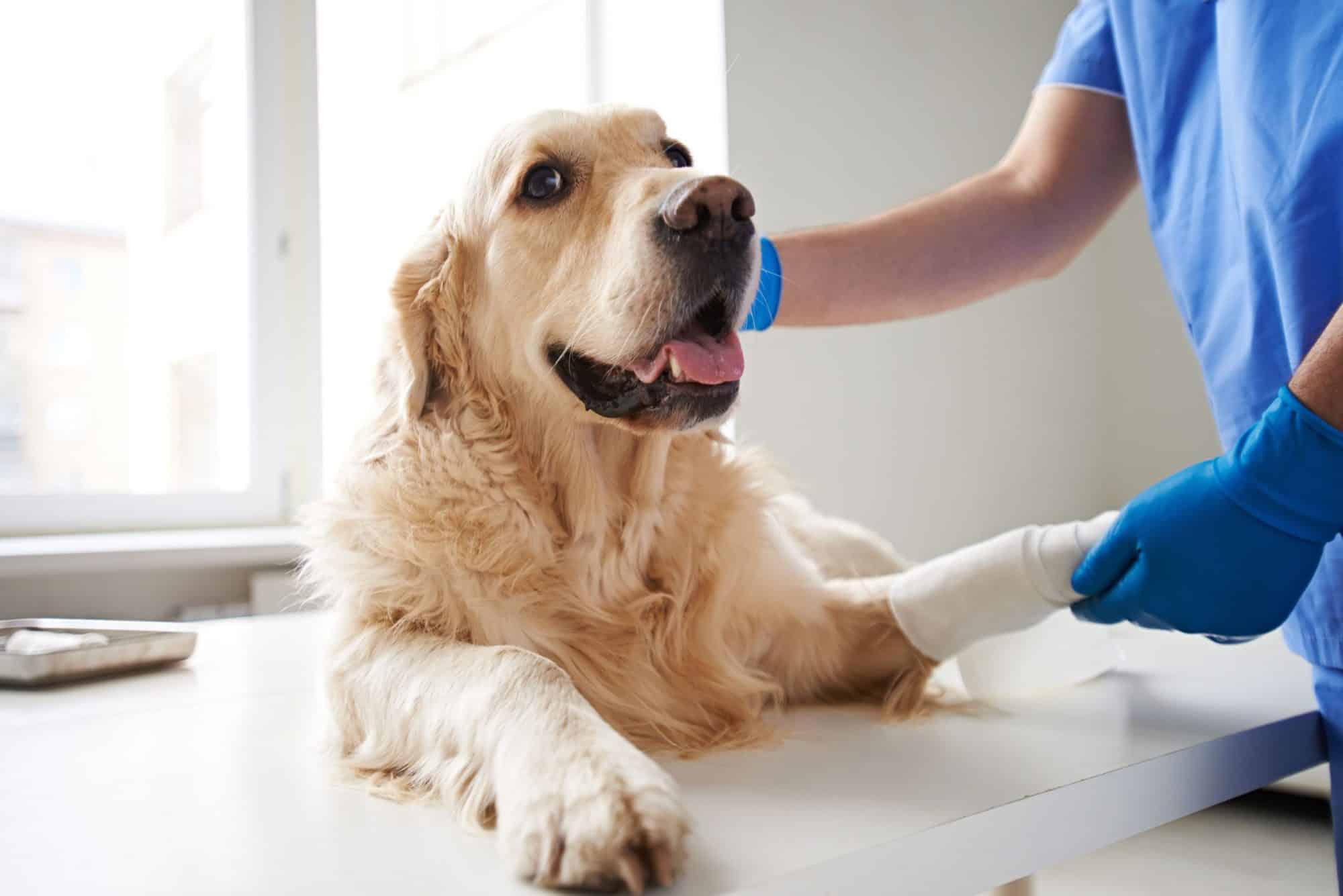 Pet at vet.