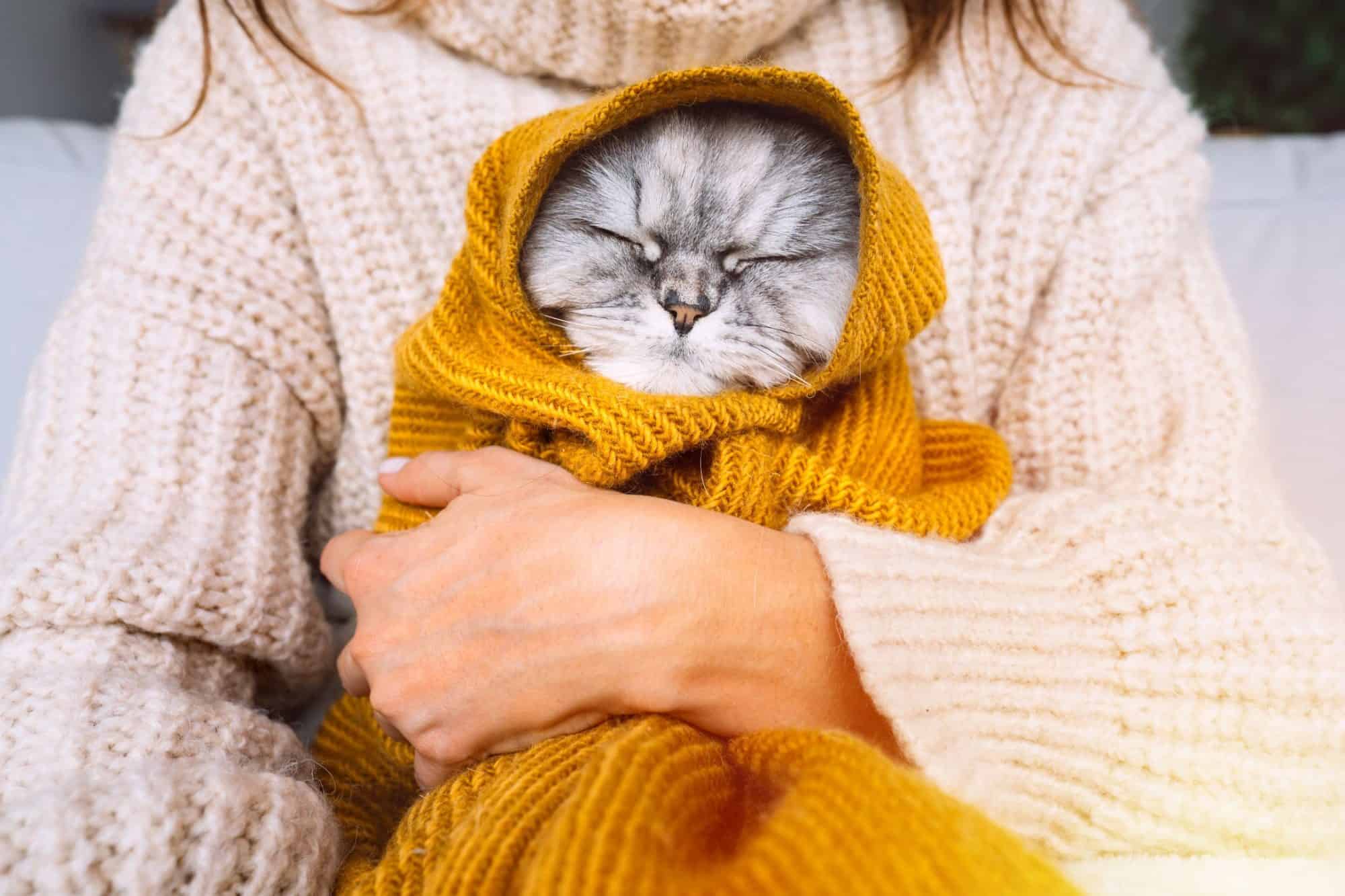 Cat in a sweater.