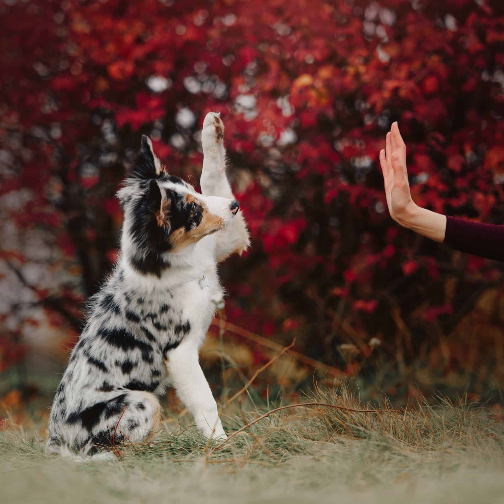 dog giving paw