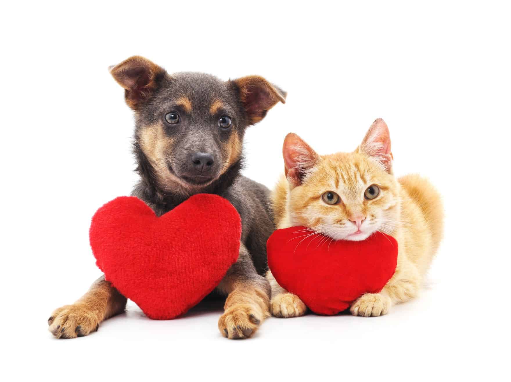 Dog and cat with heart pillows.