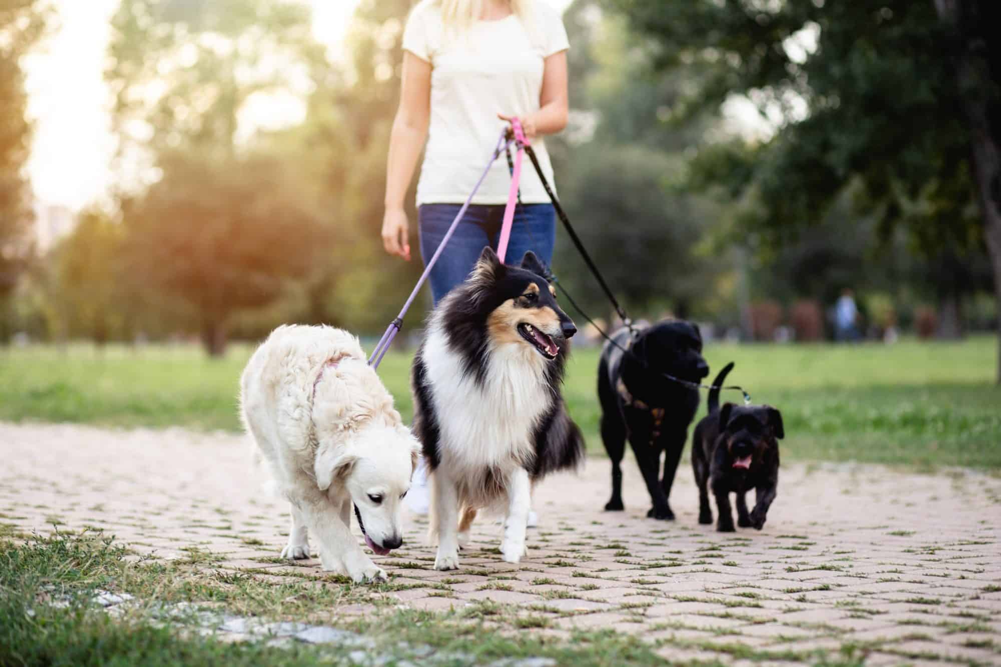 Pet sitter walking dogs.