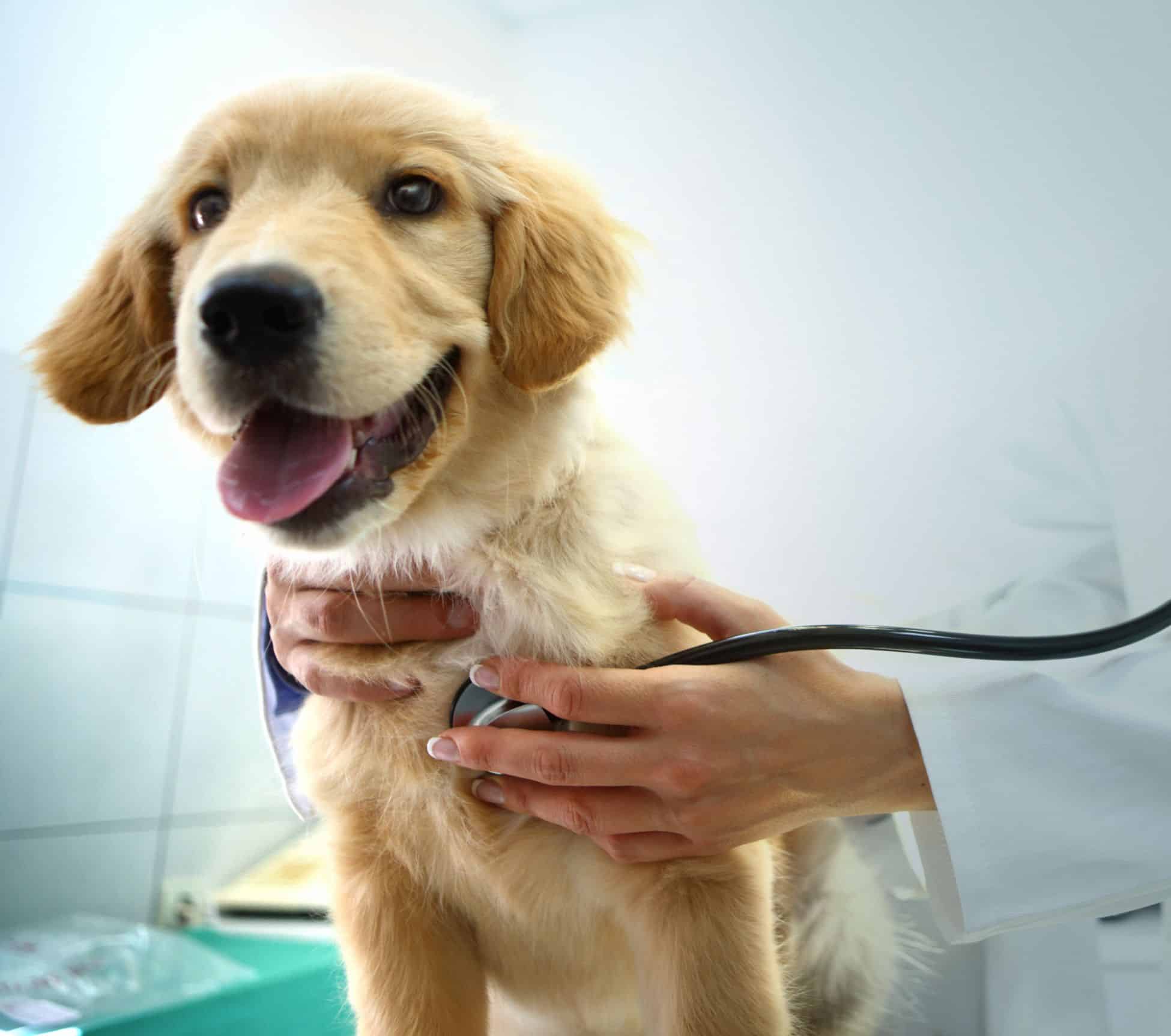 A vet examines a cute golden puppy.