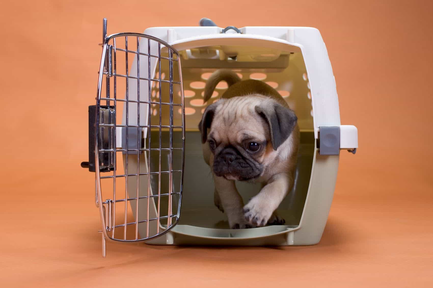 Puppy in crate.