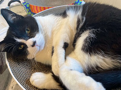 Black and white cat laying curled up on a large plate