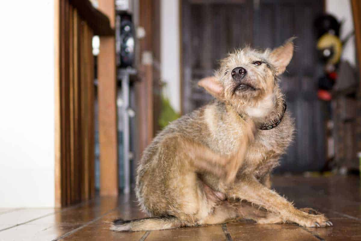 A dog scratching an itch