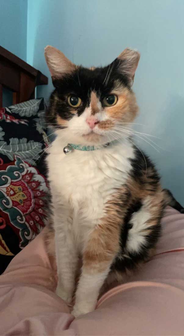 A cat with blown out fur