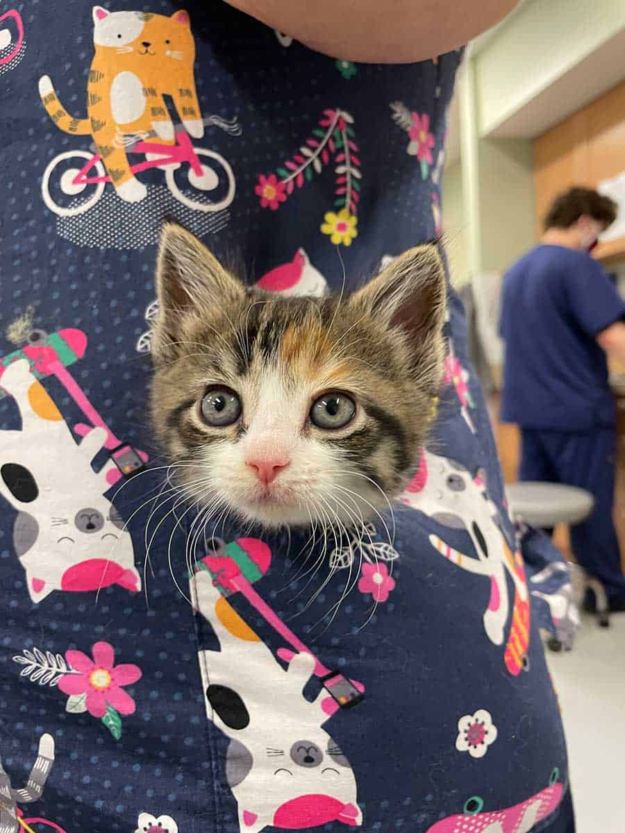 One of our feline patients