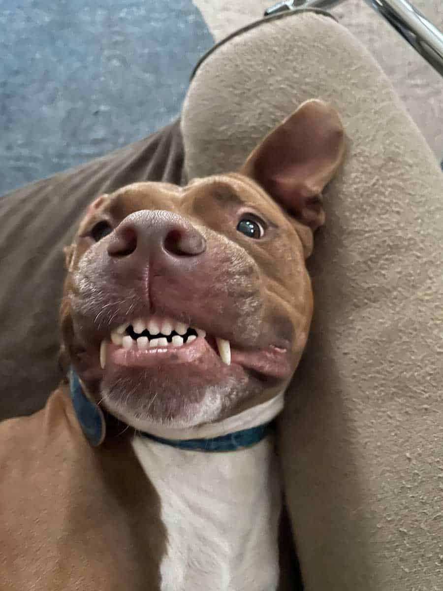 One of our canine patients being goofy