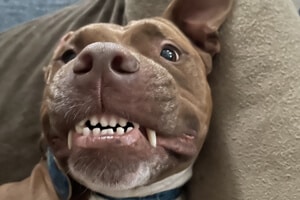 cute dog showing teeth while laying on their back