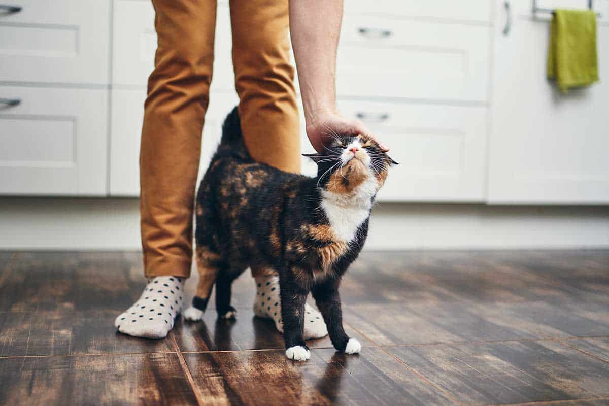 A cat being petted in a kitchen