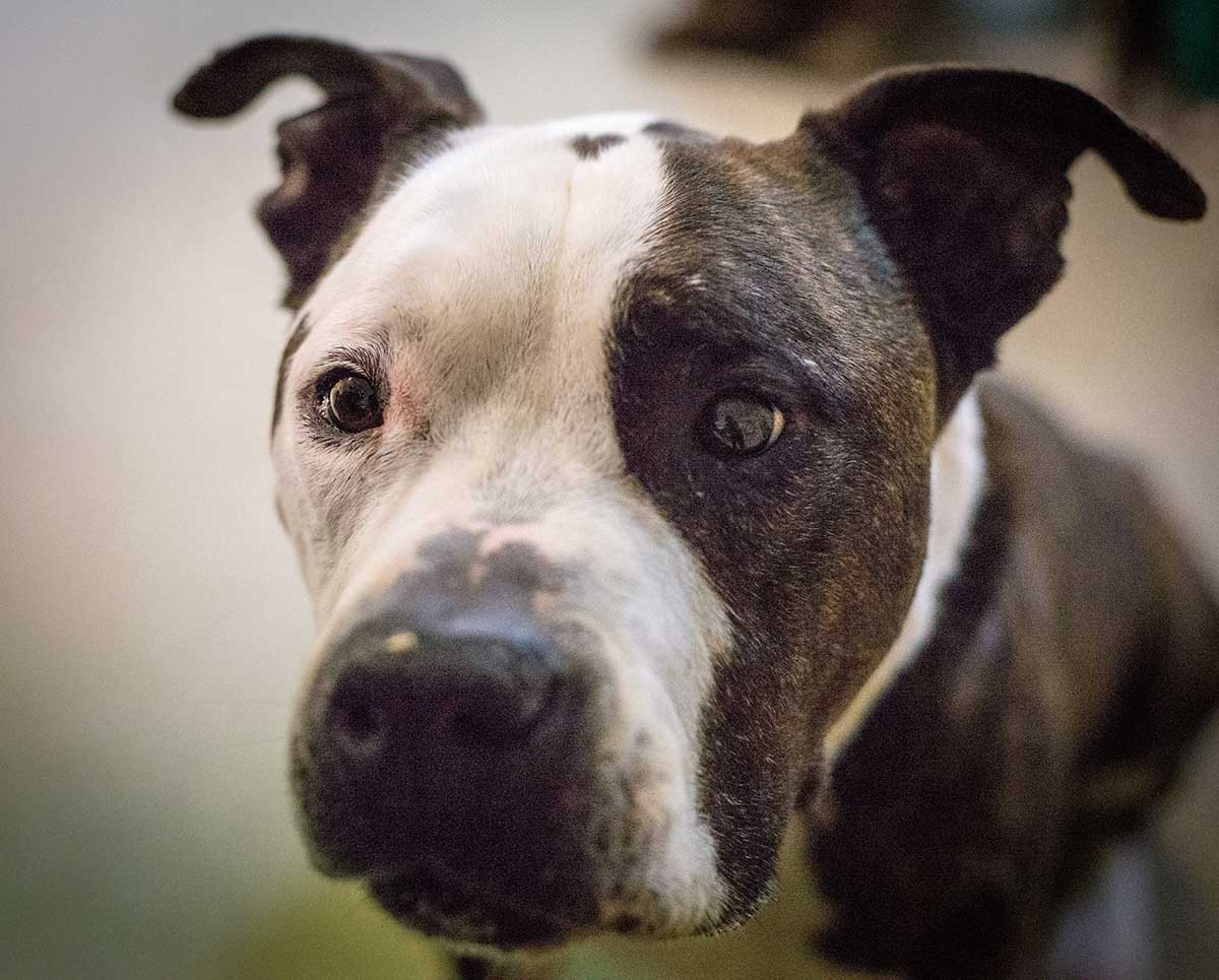 A dog in our clinic