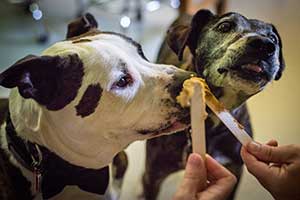 A pair of our patients getting a treat