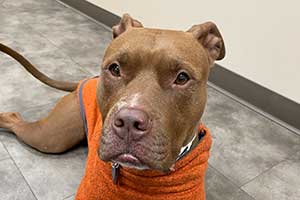 A pitbull patient wearing an orange sweater