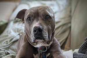 A pitbull patient with an ear surgically removed