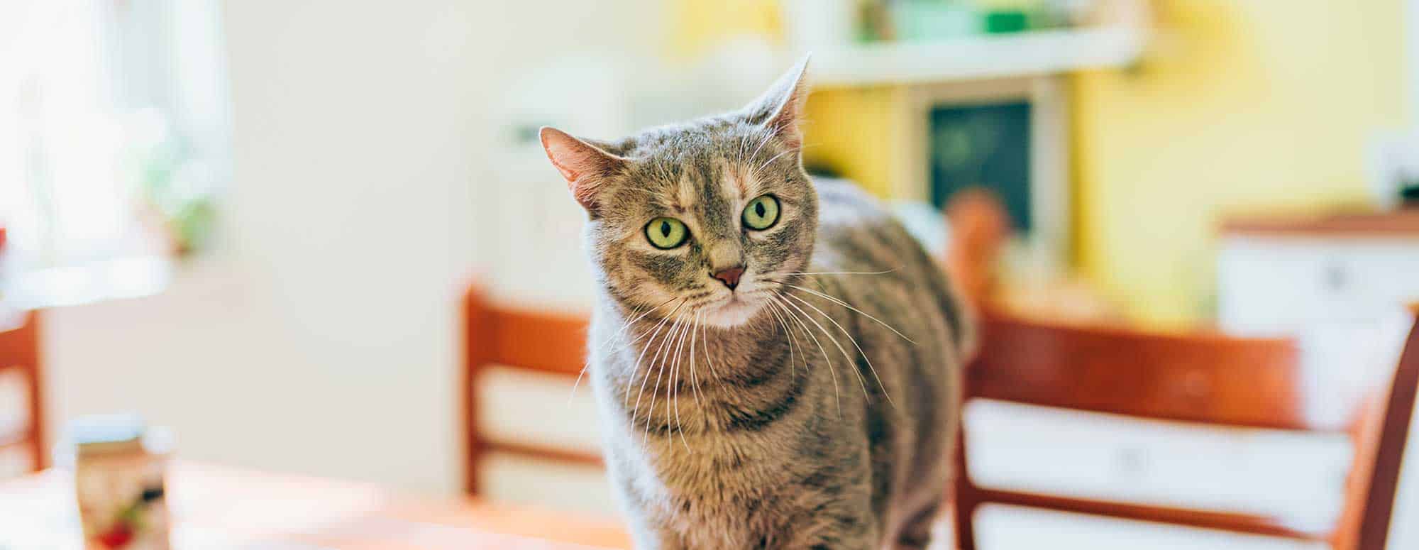 A cat in a living room