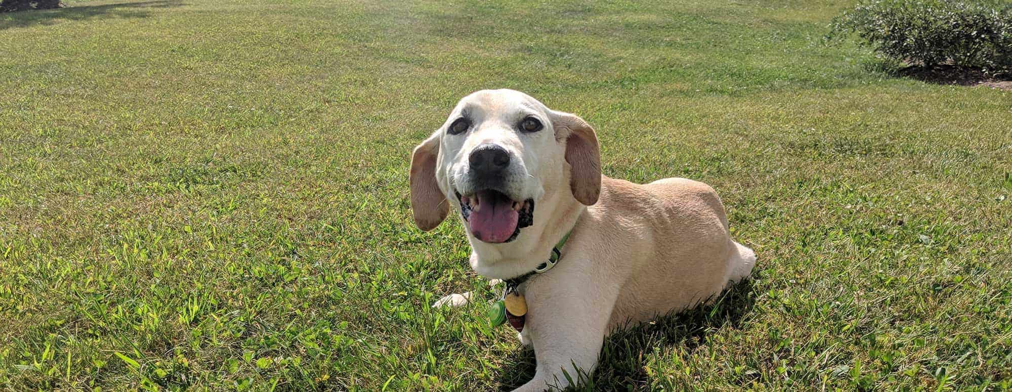 A happy dog out in a grassy field