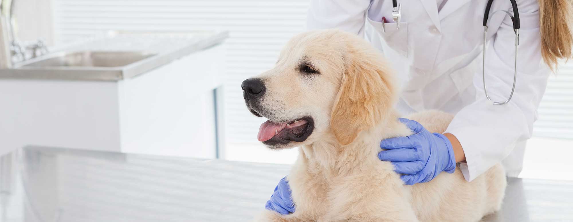A dog on an exam table with a vet tech