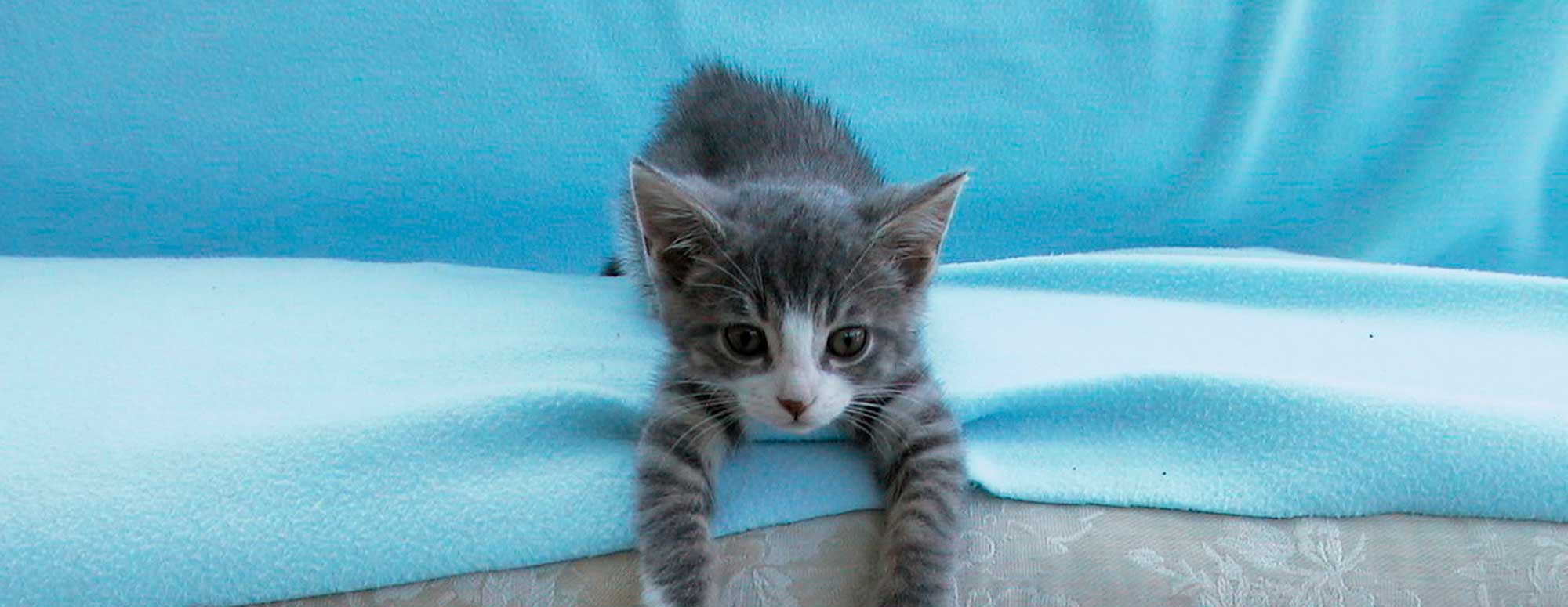 A cat laying playfully on its back