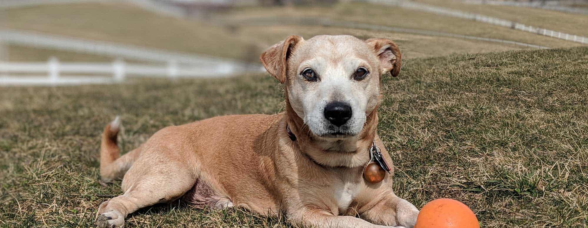 An older dog laying out in a field with a ball