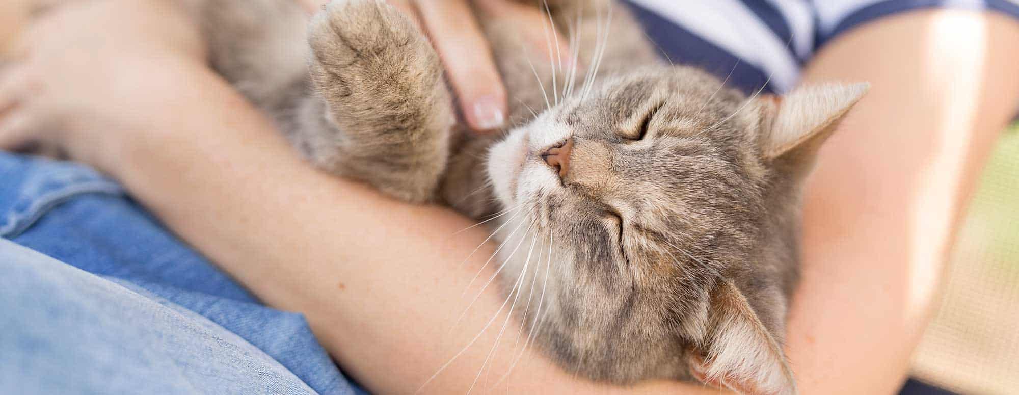 A cat held in arms