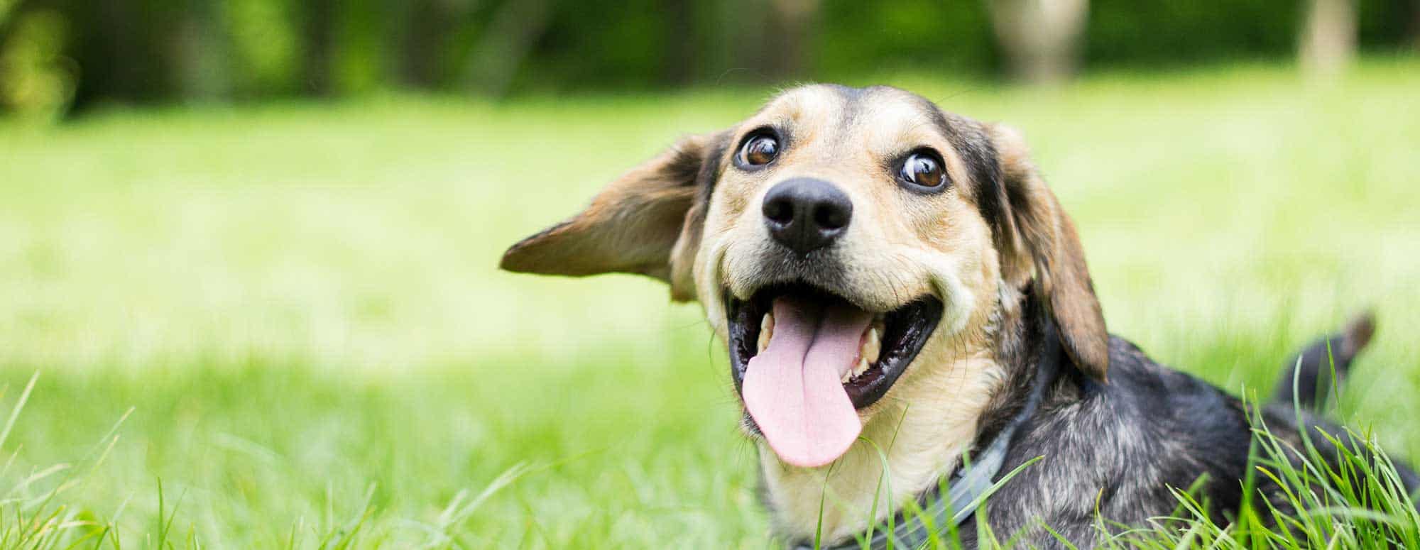 A dog smiling in a field