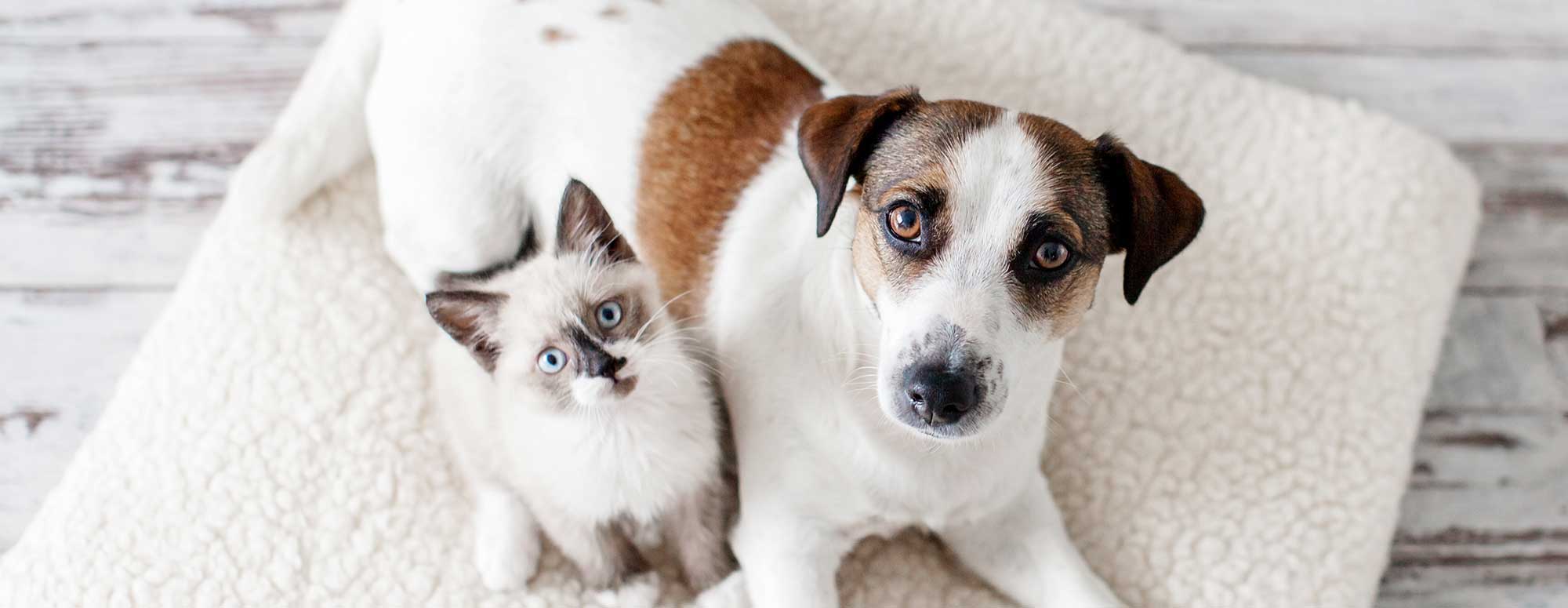 A cat and dog laying on a carpet