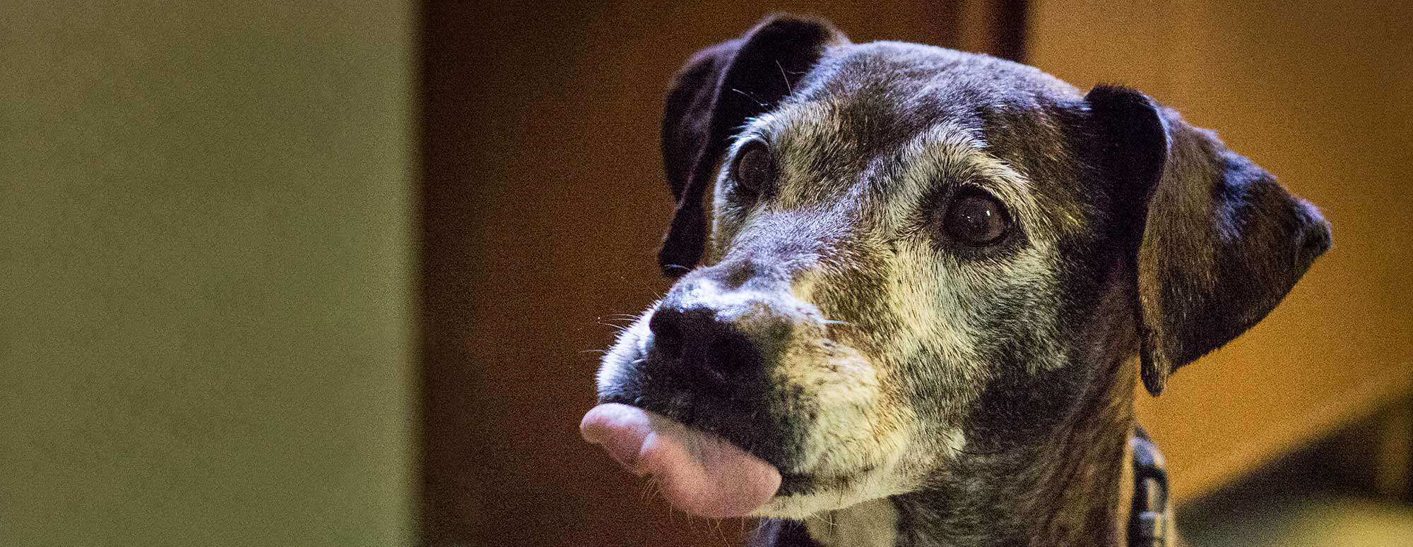 A dog licking its lips