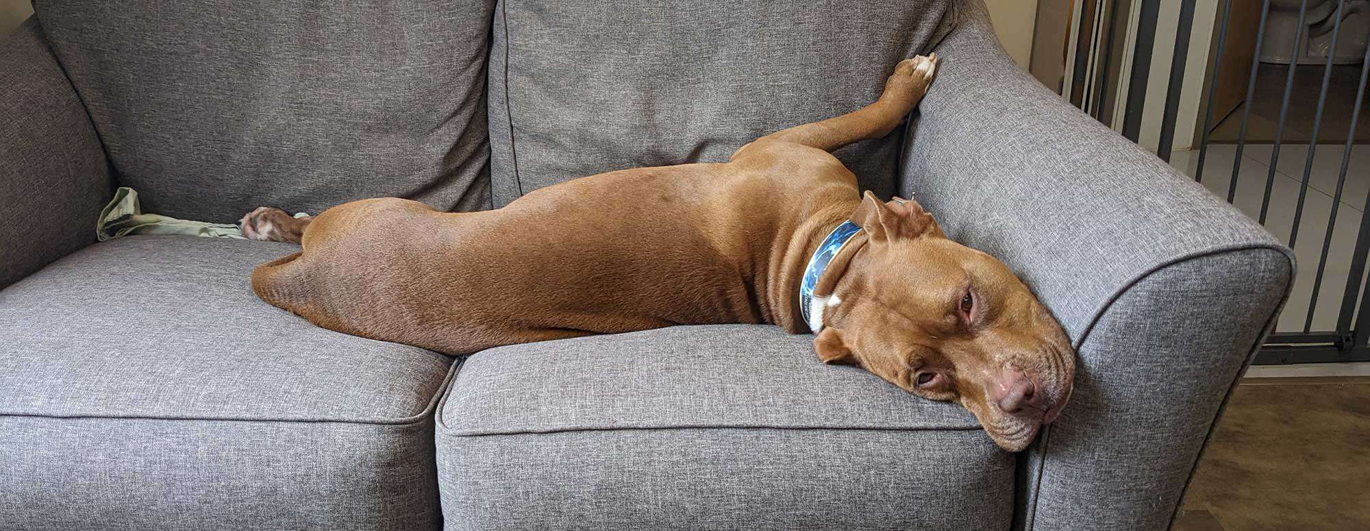 A large dog laying on the couch