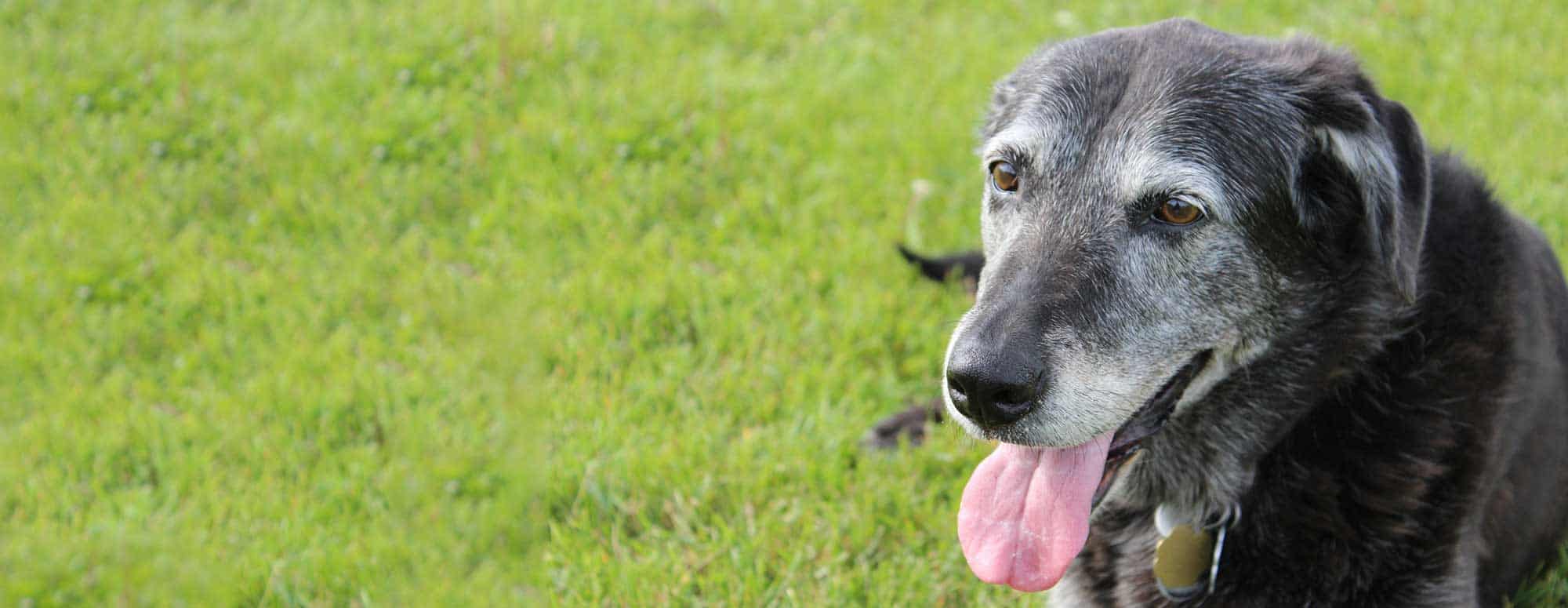 A senior dog in the office