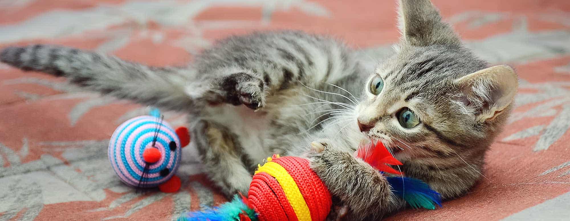 A cat playing with a toy