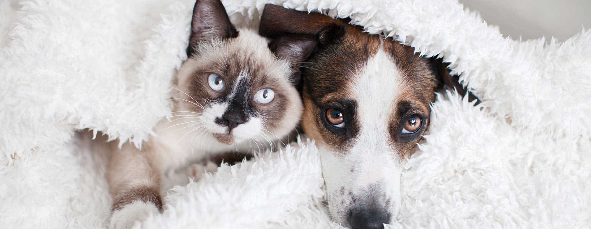 A cat and dog cuddling in a blanket