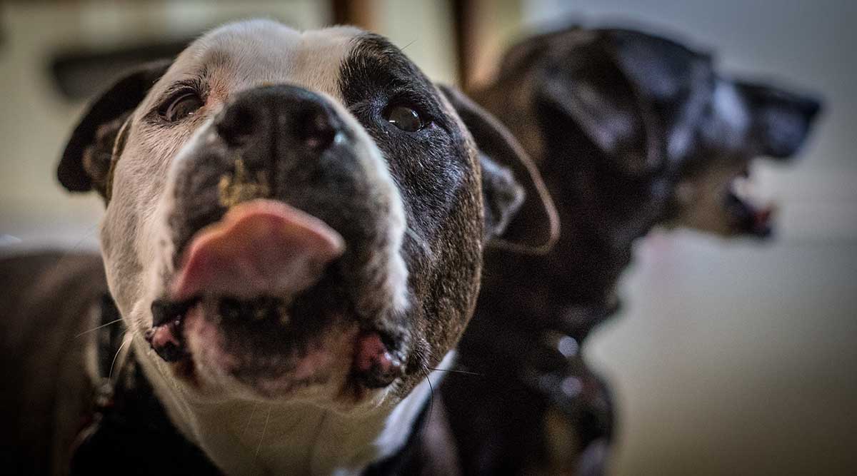 One of our patients licking its lips