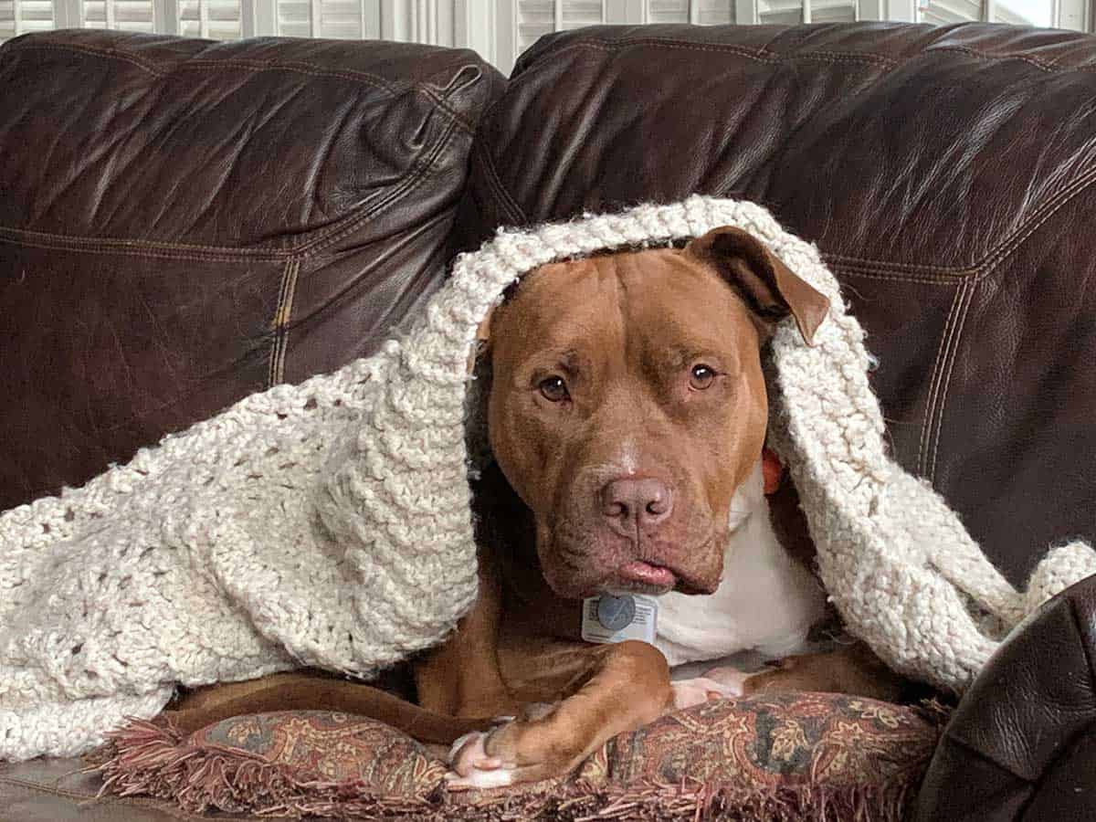 A pitbull laying on a couch with a blanket