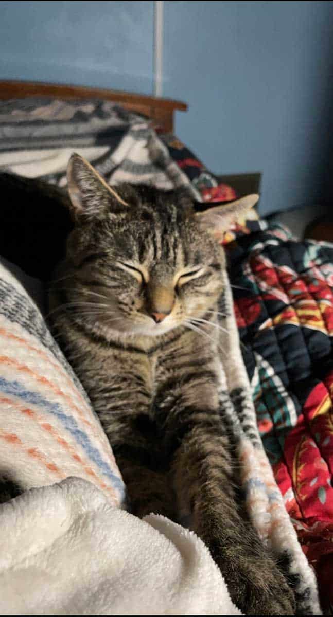 A cat on a blanket