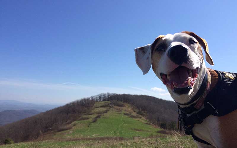 A dog standing in front of a hill