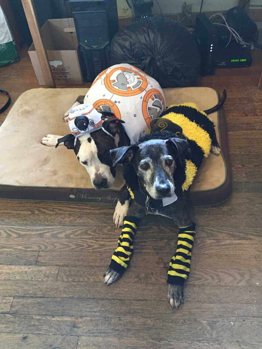 A pair of dogs laying on the floor in costumes