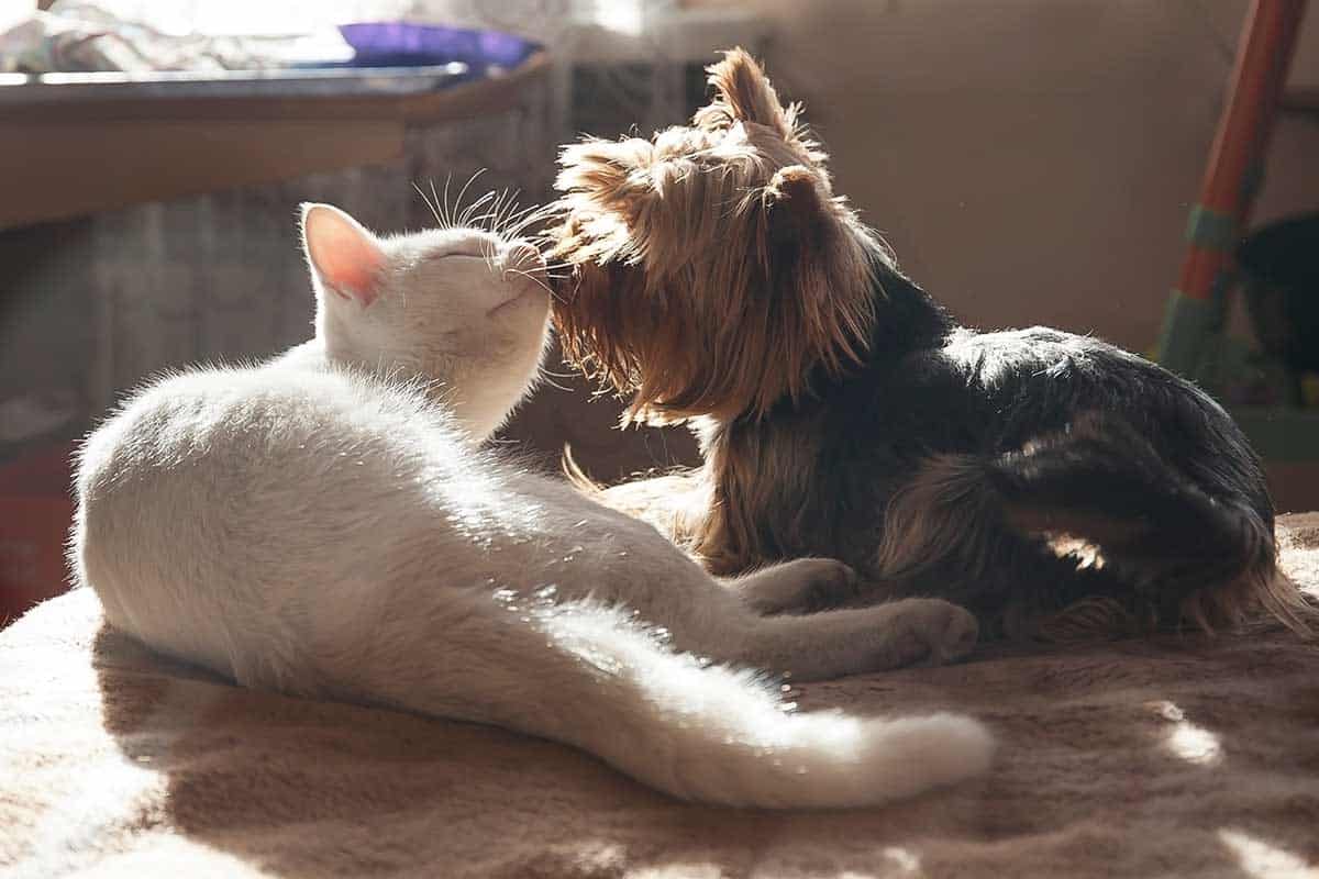 A cat and dog grooming each other