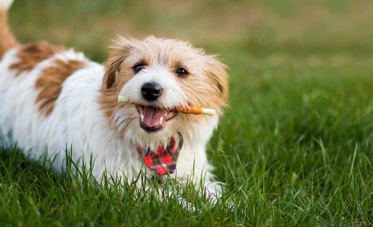 A dog chewing on a treat