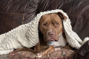 A cute dog snuggled in a white crotched blanket on brown leather couch.